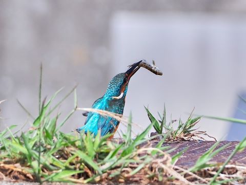 室見川の野鳥たち１０