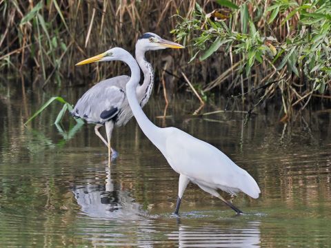 室見川の野鳥たち２