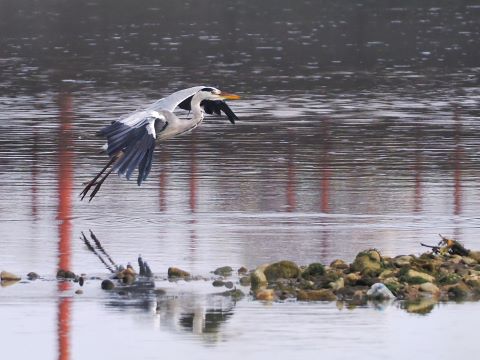 室見川の野鳥たち３