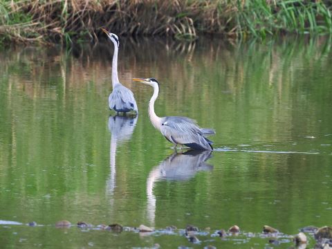 室見川の野鳥たち４