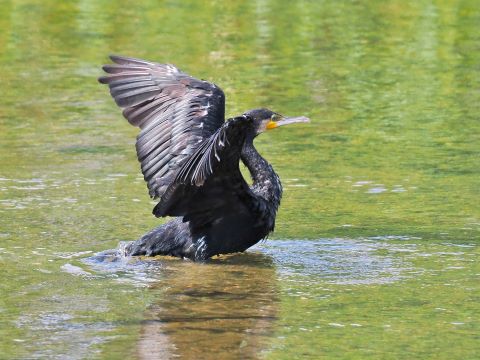 室見川の野鳥たち６