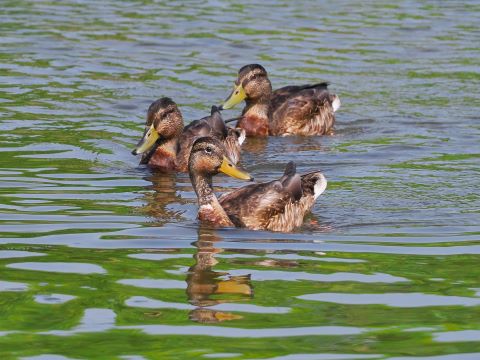室見川の野鳥たち７