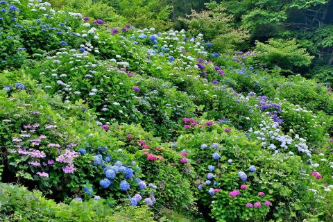 野河内のアジサイ３