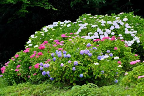 野河内のアジサイ５
