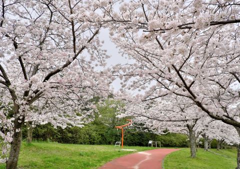 重留中央公園の桜