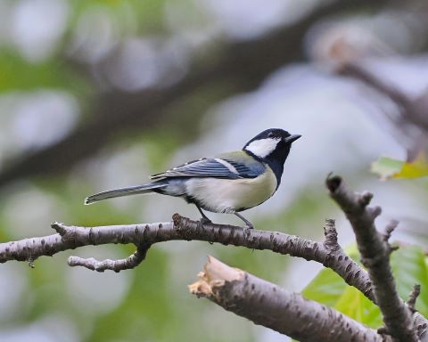 シジュウカラ