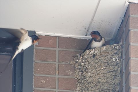 室見ツバメ３
