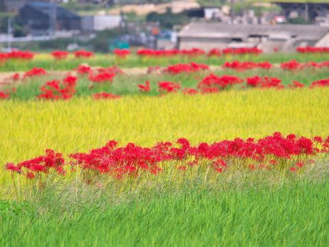 脇山の彼岸花２