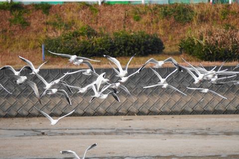 ユリカモメ３