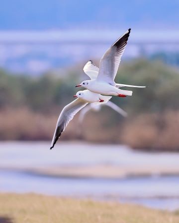 並んで飛行する２匹のユリカモメ