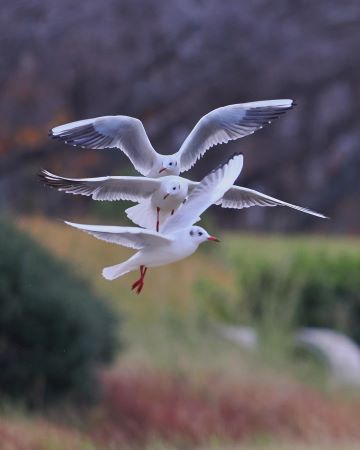 並んで飛行する３匹のユリカモメ