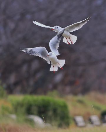 翼を広げて飛行する２匹のユリカモメ