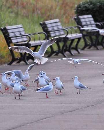 ベンチ前に集まるユリカモメ