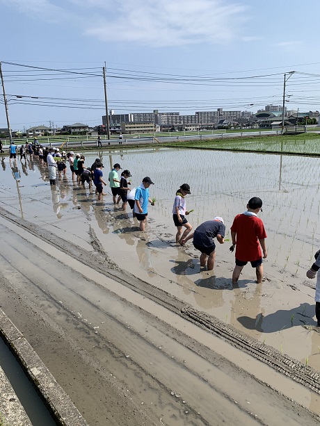 田植えの写真