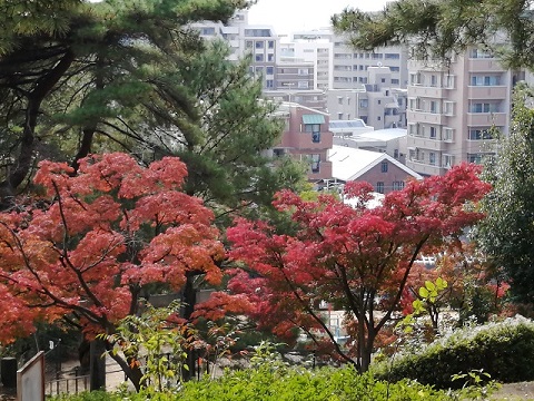 紅葉八幡宮から校区を見下ろす
