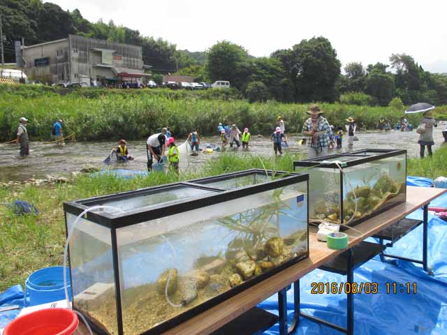 河原に並べられた水槽
