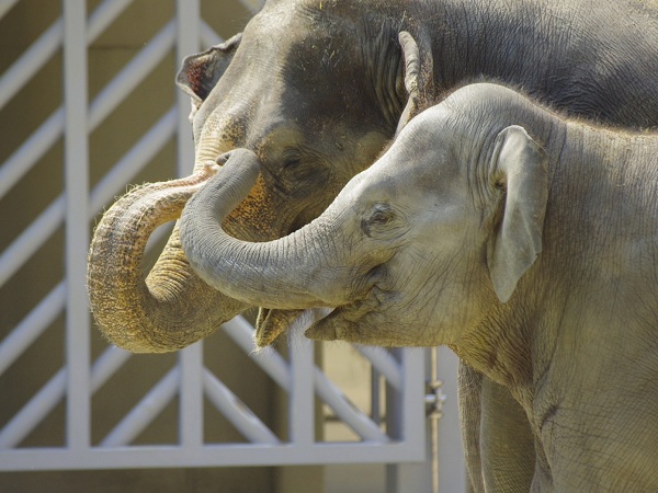 2024年7月30日に当園へ来園したアジアゾウ