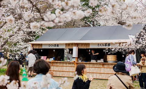 満開の桜を眺めながら、抹茶や甘味、日本酒を楽しめる「さくら茶屋」