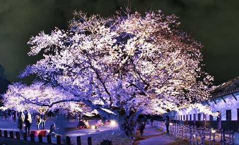 有料のライトアップエリアとなる、多聞櫓での幻想的な夜桜。