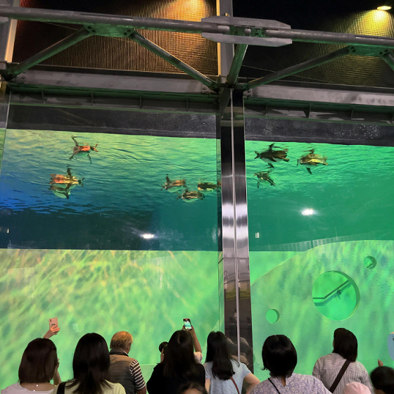 夜の動物園、ライティングされた水槽の中で泳ぐペンギンたち。