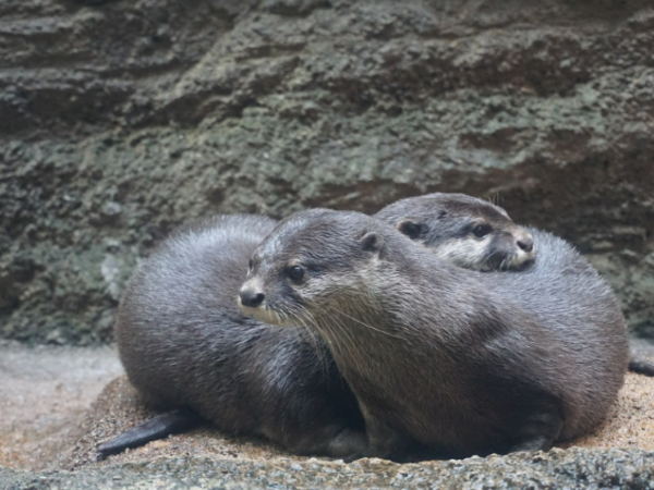 福岡市動植物園のカワウソの写真