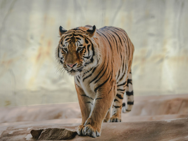 福岡市動植物園のアムールトラ「ヒューイ」の写真