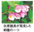 矢原館長が発見した新種の一つ