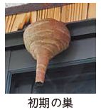初期の巣の写真