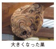 大きくなった巣の写真