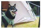 ドッグランサイトの写真
