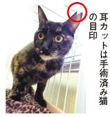 耳カットは手術済みの目印
