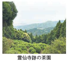 霊仙寺跡の茶園写真