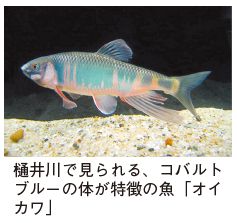 樋井川で見られる、コバルトブルーの体が特徴の魚「オイカワ」写真