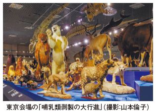 東京会場の「哺乳類剥製の大行進」（撮影：山本倫子）