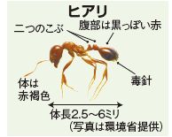 ヒアリのイラスト