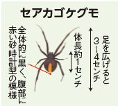 セアカゴケグモのイラスト