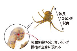 ヒョウモンダコのイラスト