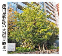 飯田屋敷跡の大銀杏(昨年)写真