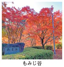 もみじ谷写真