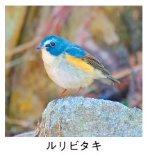 ルリビタキ写真