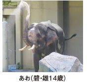 あお（碧・雄14歳）の写真