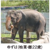ゆずは（柚葉・雌22歳）の写真