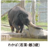 わかば（若葉・雌３歳）の写真