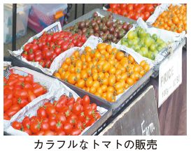 カラフルなトマトの販売写真