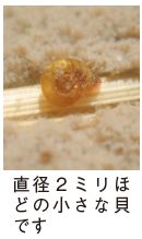 ヒメヒラマキミズマイマイの写真(直径2ミリほどの小さな貝です)