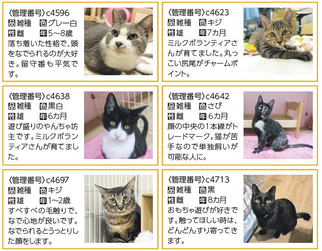 猫の写真等