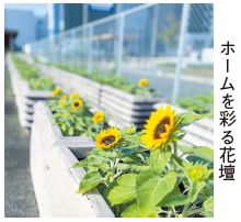 香椎駅ホームを彩る花壇の写真