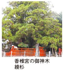 香椎宮の御神木　綾杉の写真
