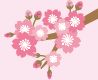 桜のイラスト