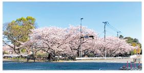 桜が咲き誇る桧原桜公園の写真